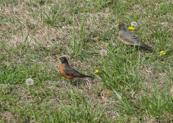 A pair of American Robins standing in the grass and dandelions.