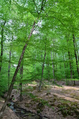 Fototapeta premium Rodenbach im Vorspessart im Main-Kinzig-Kreis Hessen