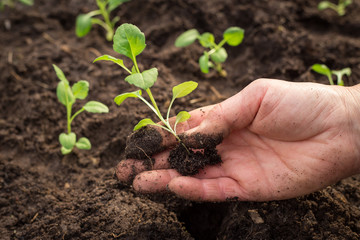 Hand planting young plant in the ground in the garden. Ecology concept