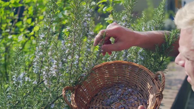 a man collects rosemary flowers in a basket to use them for medical needs and for salad