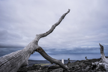 倒木のある風景