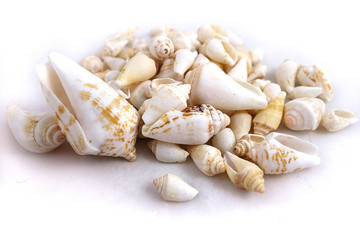Different colors and size shells close-up on white background