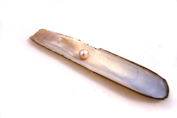 Different shells and alone pearl close-up on white background