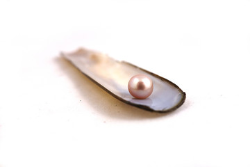 Different shells and alone pearl close-up on white background