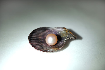 Different shells and alone pearl close-up on white background