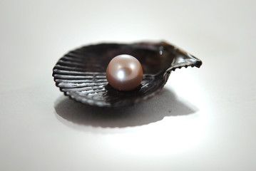 Different shells and alone pearl close-up on white background