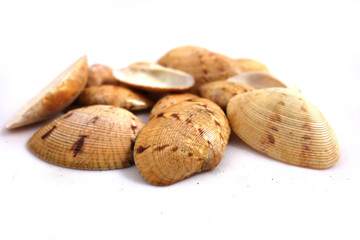 Different colors and size shells close-up on white background
