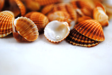 Different shells and alone pearl close-up on white background