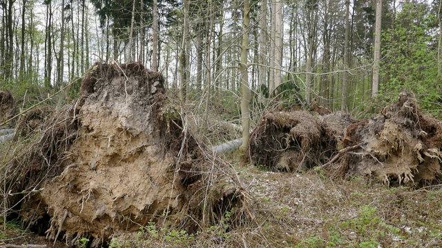 Umgest&uuml;rzte, entwurzelte B&auml;ume in einem Waldgebiet nach einem schweren Unwetter.