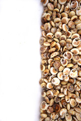 Different colors and size shells close-up on white background