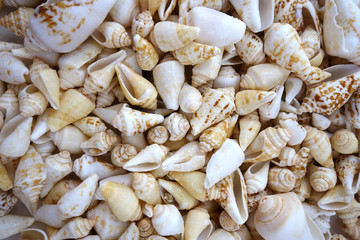 Different colors and size shells close-up on white background