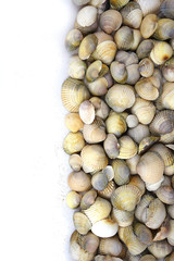 Different colors and size shells close-up on white background