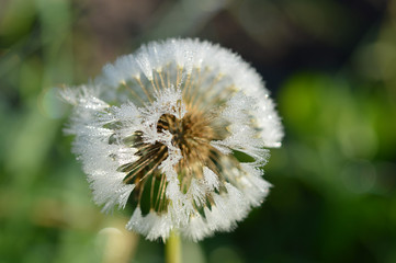 White dandelion flower in drops of morning dew