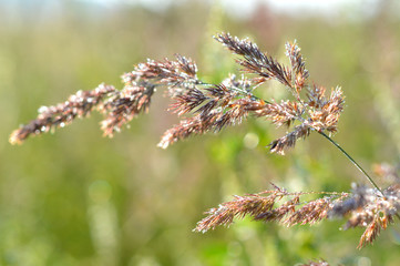 Meadow grass in drops of morning dew