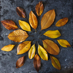 Yellow magnolia leaves in mandala shape flat lay on dark background
