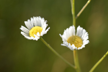 Whire flowes with drops of morning dew close-up