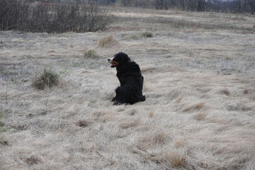 Bernese mountain dog on autumn meadow