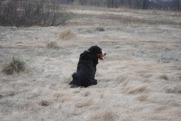 Bernese mountain dog on autumn meadow