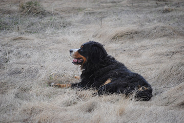 Bernese mountain dog on autumn meadow