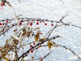 Barberry branches with leaves and fruits in ice