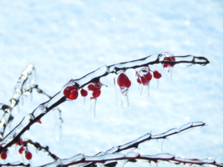 Barberry branch with fruits in ice close-up