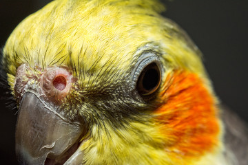 ave, calopsita, animal de estimação, foto macro, detalhes 