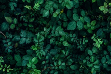 Fototapeten Grüne Pflanze verlässt Hintergrund, Ansicht von oben. Naturfrühlingskonzept © DedMityay
