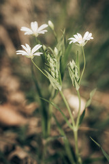 Forest Flower – Stellaria holostea