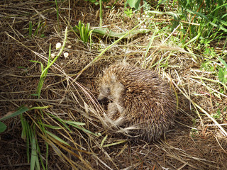 Hedgehog in the forest