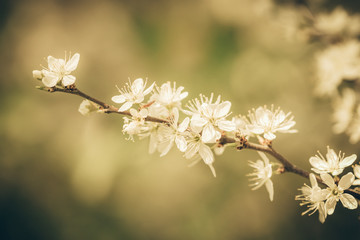 Blooming blackthorn (Prunus spinosa)