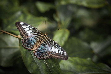 Beautiful butterfly Parthenos sylvia (Nymphalidae)
