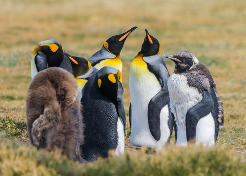 Grupo de Pinguinos rey (Aptenodytes patagonicus) de diferentes edades descansando en tierra del fuego