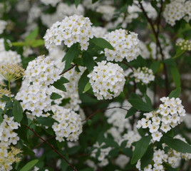 Beautiful White Flowers
