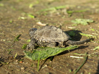 Baby European Pond Turtle on human finger