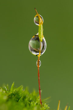 Esporofito de musgo mojado con gotas de lluvia
