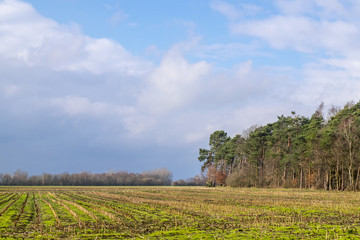 Abgeerntet Maisfeld im Winter