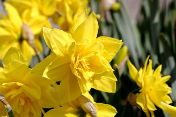 Narzisse Golden Ducat (Narcissus, Amarylli daeceae) Tulipa, Liliaceae), Blüten im Frühling,...