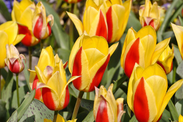 Tulpe First Love (Tulipa, Liliaceae), Blüten im Frühling, Frühlingsblumen