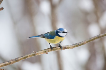 Blue tit bird sitting on small branch