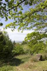 Clear green Forest from the spring Mountains in southern Czech, Czech Republic