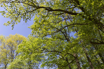 Clear green Forest from the spring Mountains in southern Czech, Czech Republic