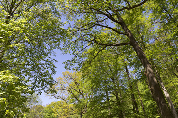 Clear green Forest from the spring Mountains in southern Czech, Czech Republic