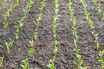 Seedlings of pepper. Pepper in greenhouse cultivation. Seedlings in the greenhouse. Seedlings of pepper. Growing of vegetables in greenhouses