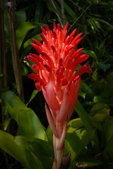 Flower of red Hot poker in garden