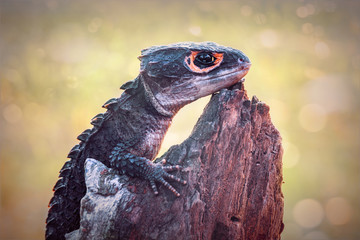 Crocodile Skink On Tree