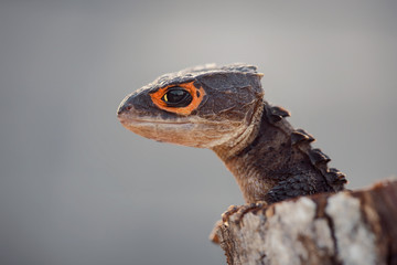 Crocodile Skink On Tree