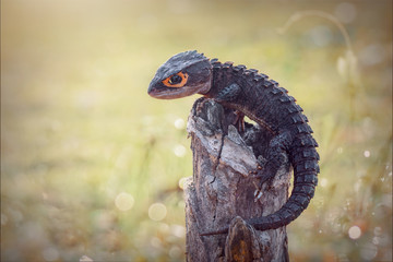 Crocodile Skink On Tree