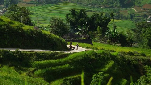 motorcycle and sheep shepard scenic rice terrace fields in Sapa, Vietnam Asia