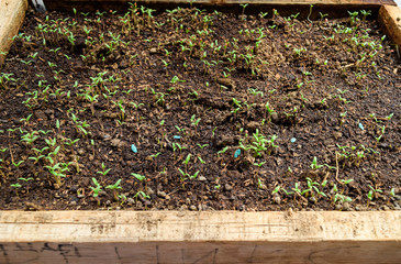 Seedlings of pepper. Pepper in greenhouse cultivation. Seedlings in the greenhouse. Seedlings of pepper. Growing of vegetables in greenhouses