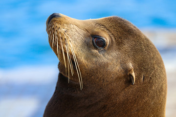 Obraz premium Sea Lion Pup